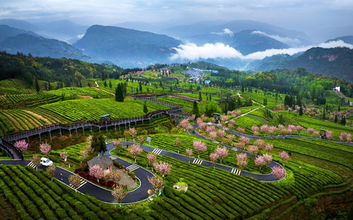 經濟觀察丨四川39個欠發達縣域產業精準幫扶提速 小縣城奔向大市場 茶葉種植